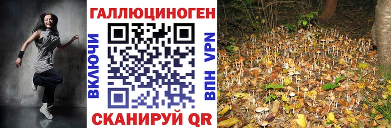 где купить   Шлиссельбург  Галлюциногенные грибы Cubensis 